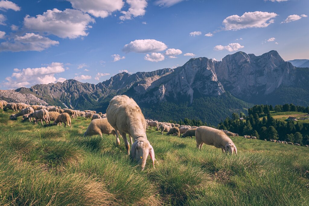 Pecore al pascolo Pecore al pascolo al Buffaure sopra Pozza di Fassa