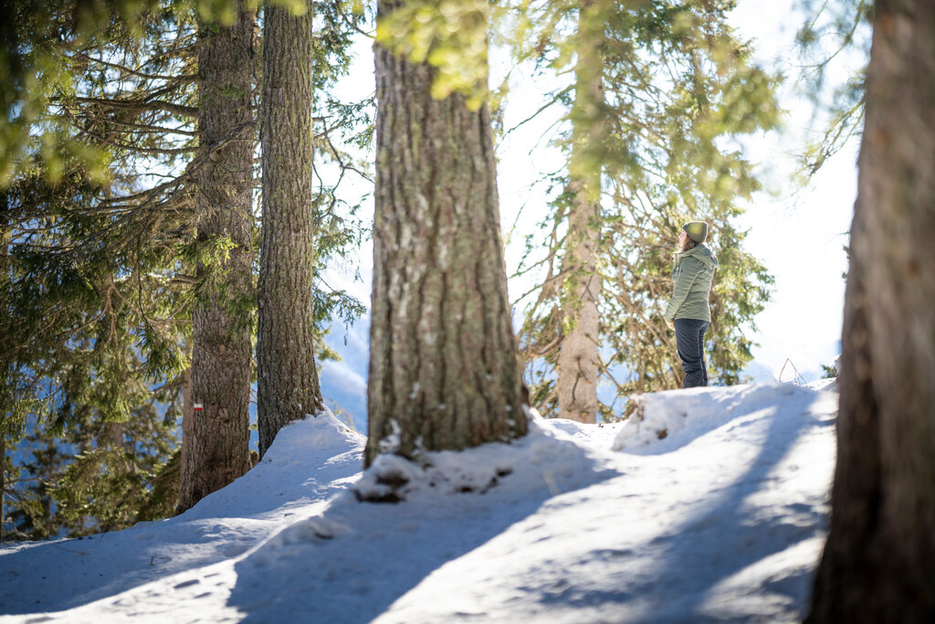 Forest bathing invernale Camminata nei boschi innevati