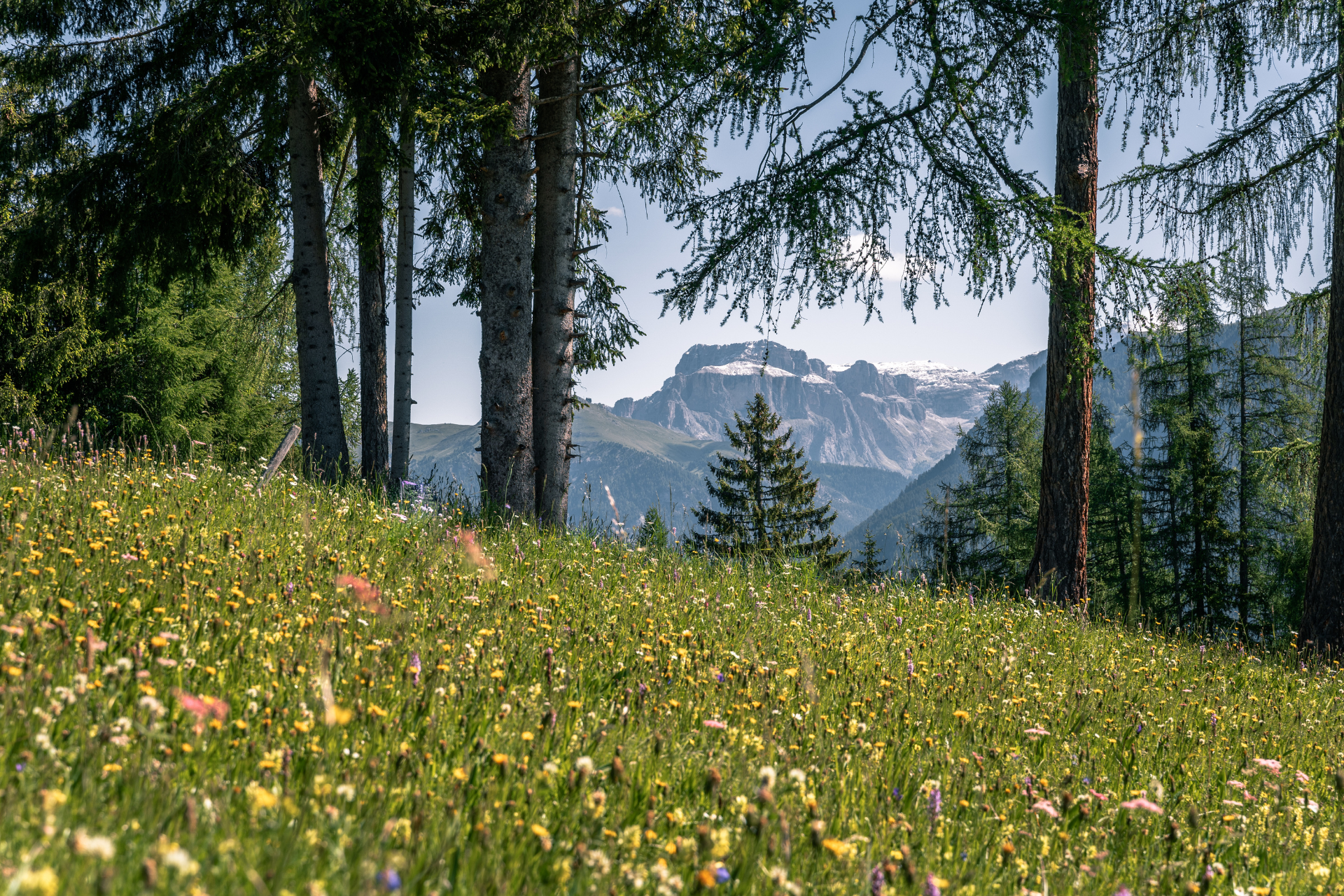 Primavera in Val di Fassa | © Patricia Ramirez - Archivio immagini ApT Val di Fassa Prato fiorito con vista sul Pordoi | © Patricia Ramirez - Archivio immagini ApT Val di Fassa