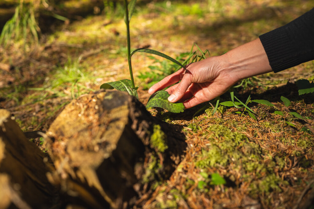 Content Dam Org 3 Images Full Rights Servizi Altri Servizi Katiuscia Rasom Archivio Dolometes Katiuscia Rasom Forest Bathing Primavera Estate Autunno 230 Content Dam Org 3 Images Full Rights Servizi Altri Servizi Katiuscia Rasom Archivio Dolometes Katiuscia Rasom Forest Bathing Primavera Estate Autunno 230