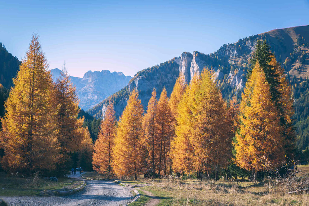 Content Dam Org 3 Images Full Rights Natura Val San Nicolo Archivio Apt Val Di Fassa Pramirez Val San Nicolo Estate 4 Content Dam Org 3 Images Full Rights Natura Val San Nicolo Archivio Apt Val Di Fassa Pramirez Val San Nicolo Estate 4