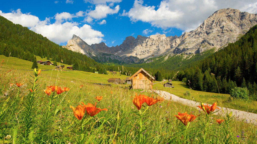 Content Dam Org 3 Images Full Rights Natura Val San Nicolo Val San Nicolo Estate Pozza Apt Val Di Fassa Nangeli Content Dam Org 3 Images Full Rights Natura Val San Nicolo Val San Nicolo Estate Pozza Apt Val Di Fassa Nangeli